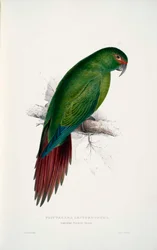 Enicognathus leptorhynchus 